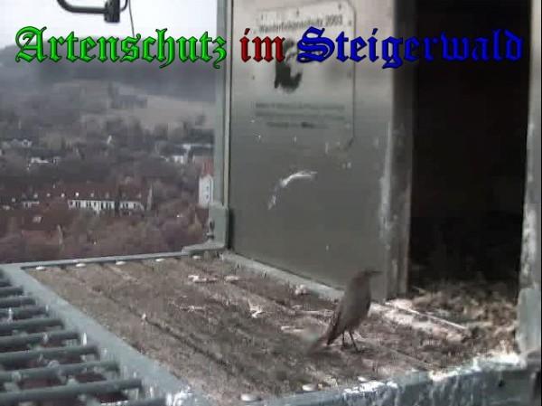 Copyright AiS / 2009 Wörner Bild zum Eintrag (30234-160)
