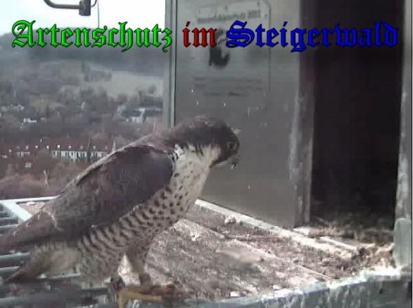Copyright AiS / 2009 Wörner Bild zum Eintrag (30236-160)