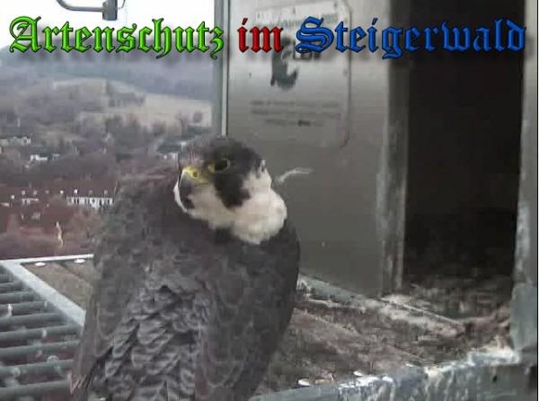 Copyright AiS / 2009 Wörner Bild zum Eintrag (30238-160)
