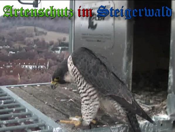 Copyright AiS / 2009 Wörner Bild zum Eintrag (30239-160)