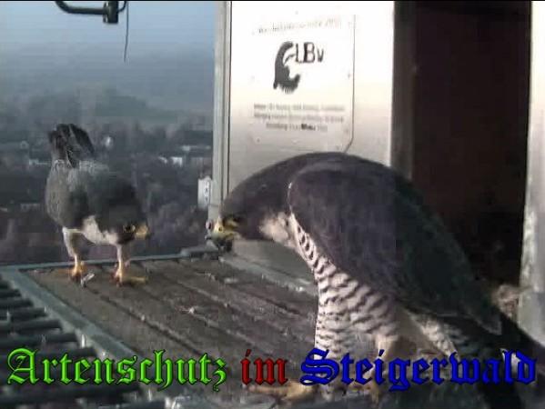 Copyright AiS / 2009 Wörner Bild zum Eintrag (30241-160)