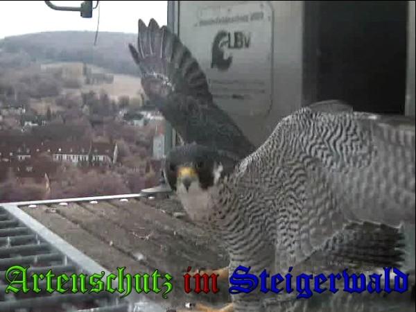 Copyright AiS / 2009 Wörner Bild zum Eintrag (30242-160)