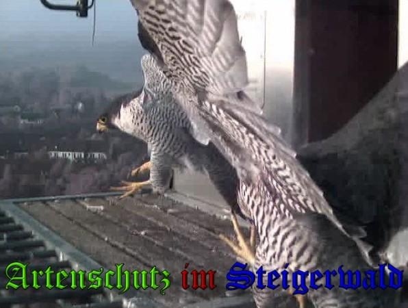 Copyright AiS / 2009 Wörner Bild zum Eintrag (30243-160)