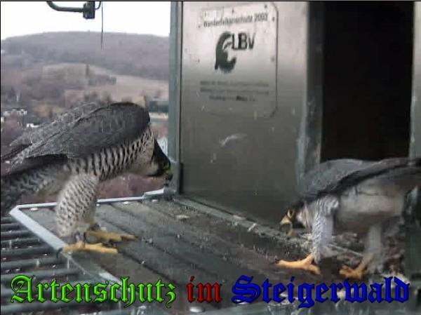 Copyright AiS / 2009 Wörner Bild zum Eintrag (30245-160)
