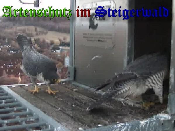 Copyright AiS / 2009 Wörner Bild zum Eintrag (30247-160)