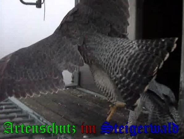 Copyright AiS / 2009 Wörner Bild zum Eintrag (30250-160)