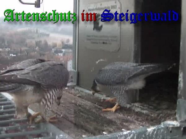 Copyright AiS / 2009 Wörner Bild zum Eintrag (30261-160)