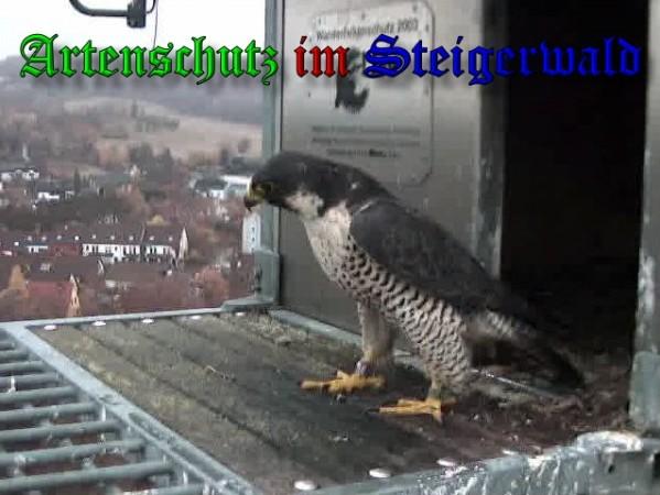 Copyright AiS / 2009 Wörner Bild zum Eintrag (30262-160)