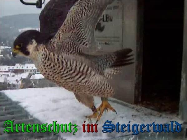 Copyright AiS / 2010 - Wörner Bild zum Eintrag (30294-160)
