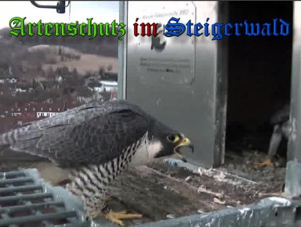 Copyright AiS / 2010 - Wörner Bild zum Eintrag (30305-160)
