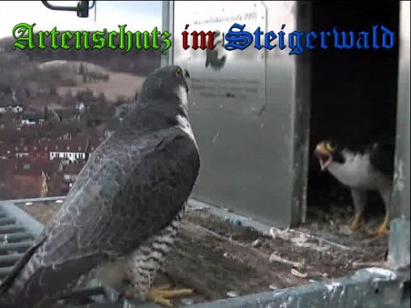 Copyright AiS / 2010 - Wörner Bild zum Eintrag (30306-160)