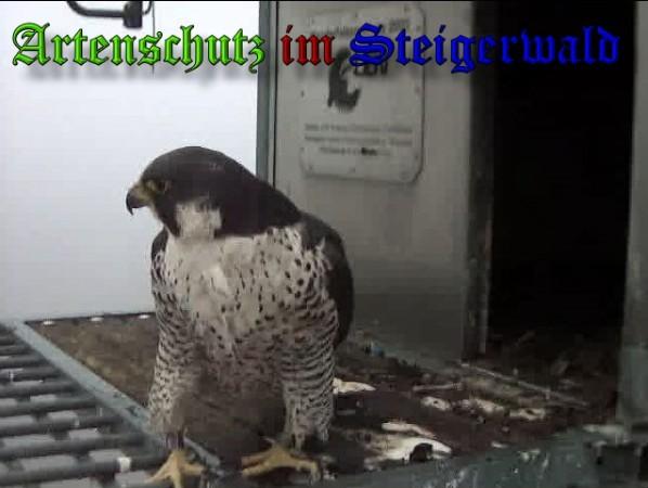 Copyright AiS / 2010 - Wörner Bild zum Eintrag (30322-160)