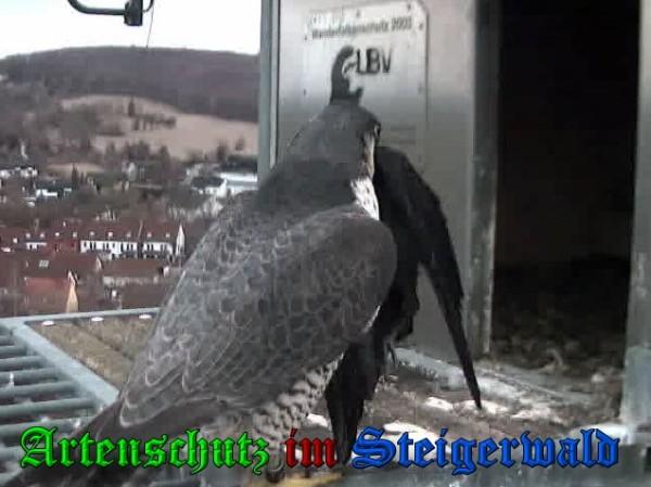 Copyright AiS / 2010 - Wörner Bild zum Eintrag (30325-160)