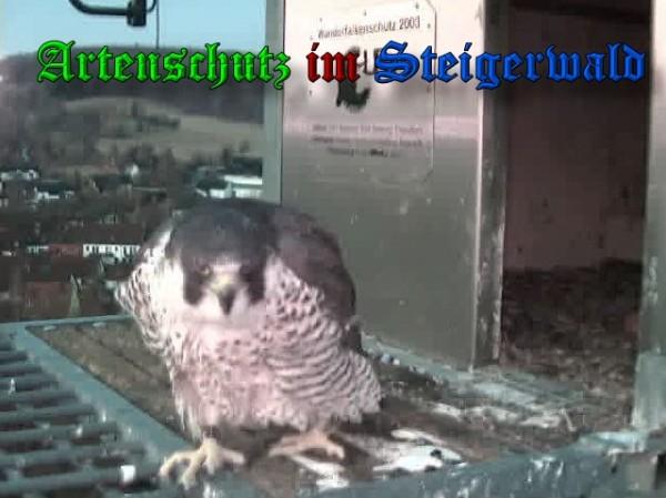 Copyright AiS / 2010 - Wörner Bild zum Eintrag (30326-160)