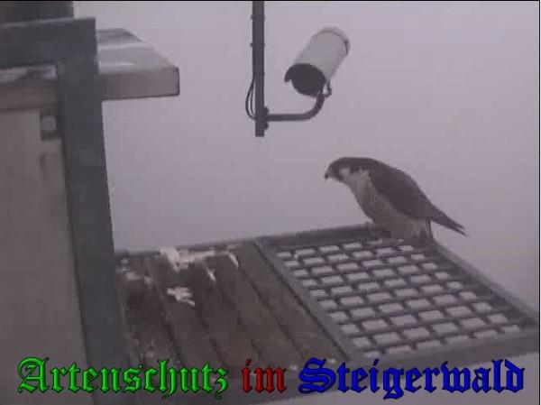 Copyright AiS / 2010 - Wörner Bild zum Eintrag (30331-160)
