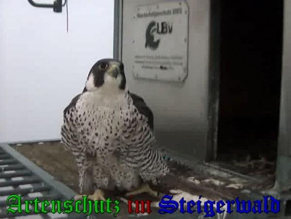 Copyright AiS / 2010 - Wörner Bild zum Eintrag (30332-160)