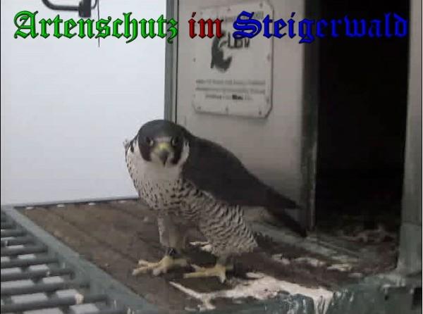 Copyright AiS / 2010 - Wörner Bild zum Eintrag (30334-160)