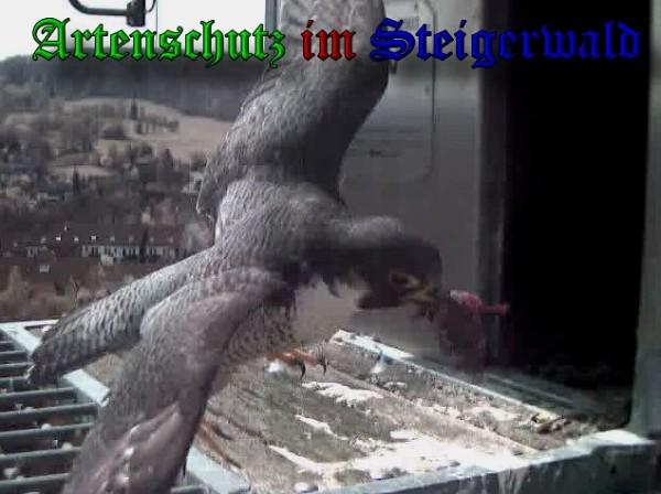 Copyright AiS / 2010 - Wörner Bild zum Eintrag (30335-160)