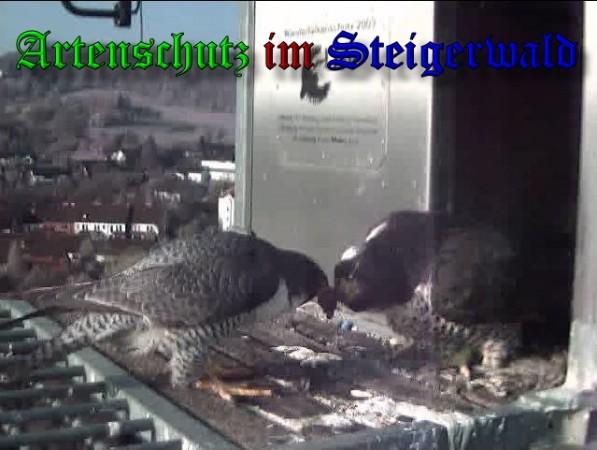 Copyright AiS / 2010 - Wörner Bild zum Eintrag (30343-160)