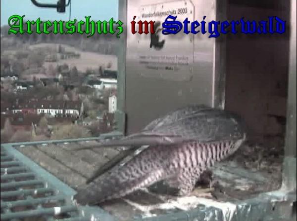 Copyright AiS / 2010 - Wörner Bild zum Eintrag (30344-160)
