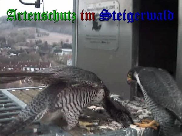 Copyright AiS / 2010 - Wörner Bild zum Eintrag (30347-160)
