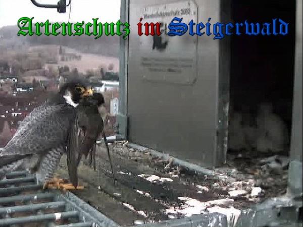 Copyright AiS / 2010 - Wörner Bild zum Eintrag (30355-160)