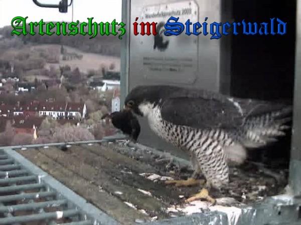 Copyright AiS / 2010 - Wörner Bild zum Eintrag (30356-160)