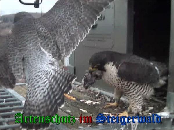 Copyright AiS / 2010 - Wörner Bild zum Eintrag (30357-160)