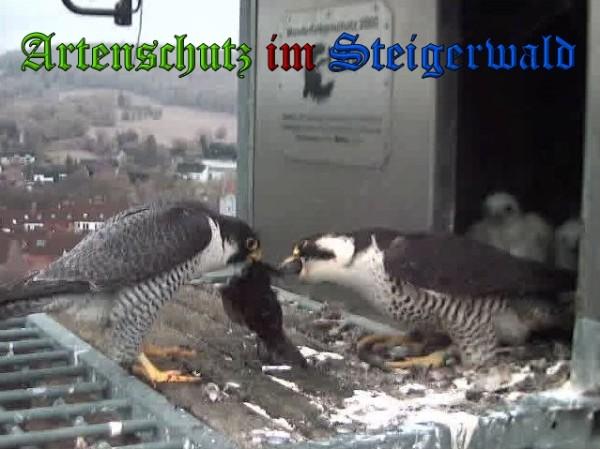 Copyright AiS / 2010 - Wörner Bild zum Eintrag (30360-160)