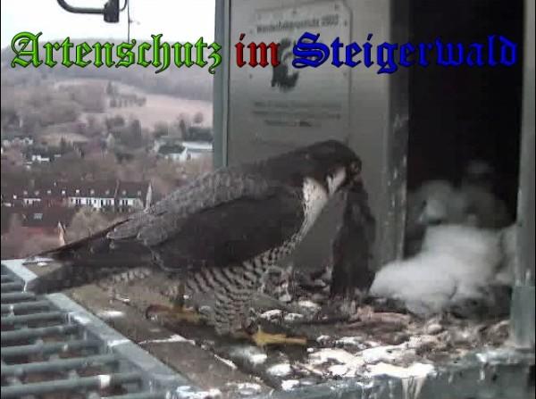 Copyright AiS / 2010 - Wörner Bild zum Eintrag (30365-160)