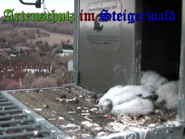 Copyright AiS / 2010 - Wörner Bild zum Eintrag (30367-160)