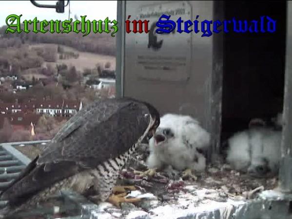 Copyright AiS / 2010 - Wörner Bild zum Eintrag (30368-160)
