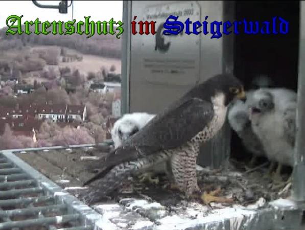 Copyright AiS / 2010 - Wörner Bild zum Eintrag (30369-160)