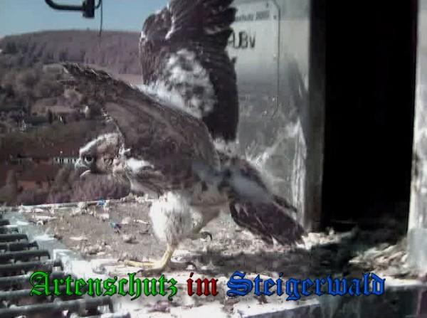 Copyright AiS / 2010 - Wörner Bild zum Eintrag (30374-160)