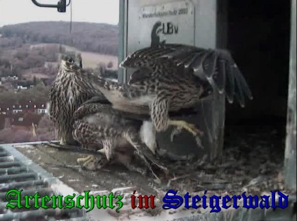 Copyright AiS / 2010 - Wörner Bild zum Eintrag (30378-160)