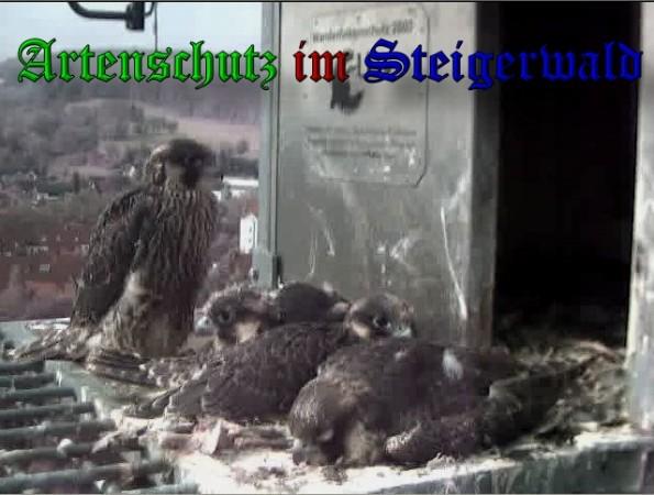 Copyright AiS / 2010 - Wörner Bild zum Eintrag (30379-160)