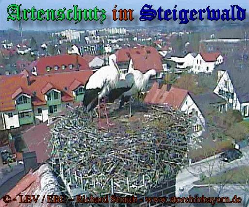 Copyright AiS / 2009 copyright LBV / EBE Richard Straub www.storchinbayern.de Bild zum Eintrag (30850-160)