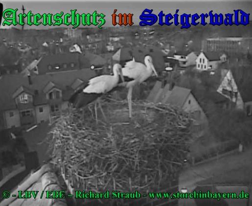 Copyright AiS / 2009 copyright LBV / EBE Richard Straub www.storchinbayern.de Bild zum Eintrag (30851-160)