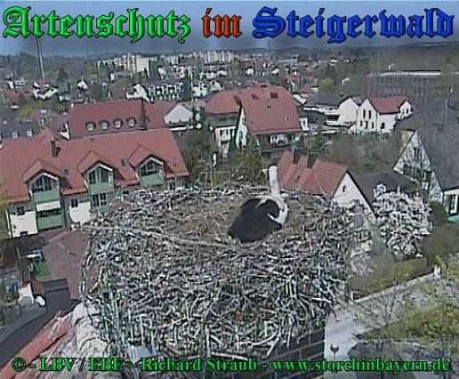 Copyright AiS / 2009 copyright LBV / EBE Richard Straub www.storchinbayern.de Bild zum Eintrag (30856-160)