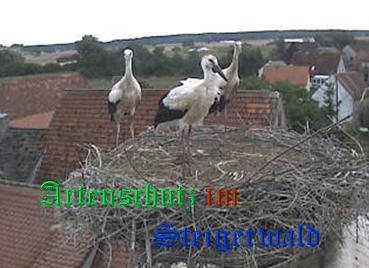 Copyright AiS / Weidner / Zehendner Bild zum Eintrag (31074-160)