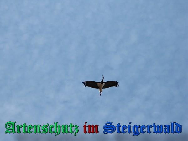 Copyright AiS / 2010 Schmidt R. Bild zum Eintrag (31137-160)