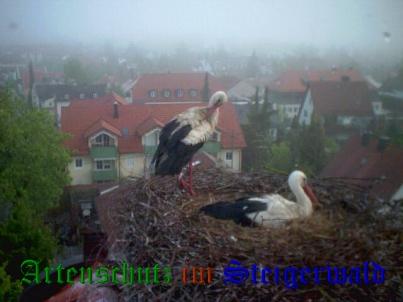 Copyright AiS / LBV EBE Richard Straub Bild zum Eintrag (31160-160)