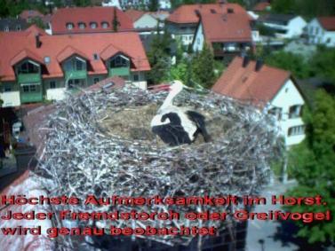 Copyright AiS / LBV EBE Richard Straub Bild zum Eintrag (31162-160)