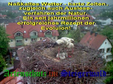 Copyright AiS / LBV EBE Richard Straub Bild zum Eintrag (31179-160)