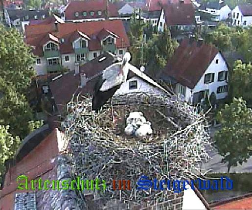 Copyright AiS / LBV EBE Richard Straub Bild zum Eintrag (31187-160)
