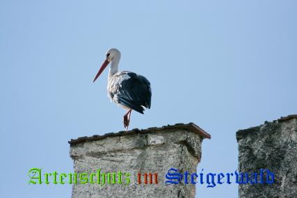 Copyright AiS / LBV EBE Richard Straub Bild zum Eintrag (31201-160)