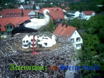 Copyright AiS / LBV EBE Richard Straub Bild zum Eintrag (31203-160)