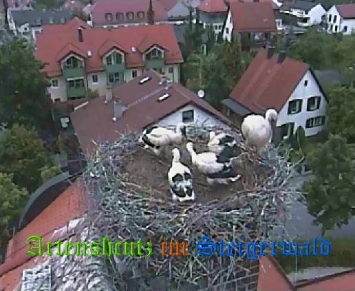 Copyright AiS / LBV EBE Richard Straub Bild zum Eintrag (31205-160)