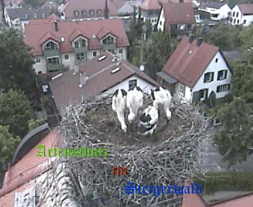Copyright AiS / LBV EBE Richard Straub Bild zum Eintrag (31206-160)