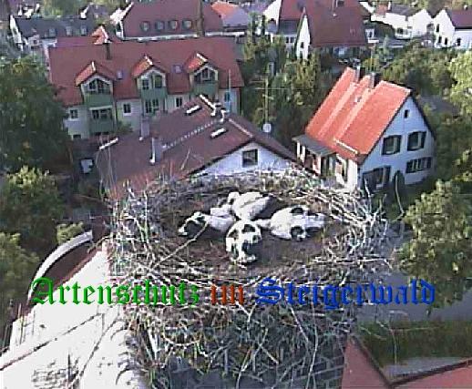 Copyright AiS / LBV EBE Richard Straub Bild zum Eintrag (31207-160)